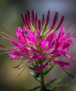 Rocky Mountain Bee Plant Seeds - 50 Seeds - Pollinator Friendly - Image 1