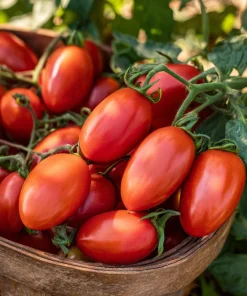 Roma VF Tomato Seeds – Classic Paste Variety – 50 Seeds – High-Yield Determinate - Image 3