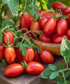 Roma VF Tomato Seeds – Classic Paste Variety – 50 Seeds – High-Yield Determinate - Image 4