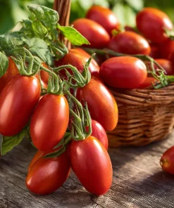 Roma VF Tomato Seeds – Classic Paste Variety – 50 Seeds – High-Yield Determinate - Image 1