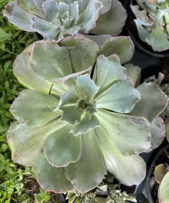 Rooted Live Succulent Plants – Easy Care Indoor & Outdoor Collection - Image 2