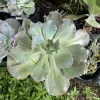 Rooted Live Succulent Plants – Easy Care Indoor & Outdoor Collection - Image 1