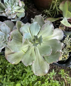 Rooted Live Succulent Plants – Easy Care Indoor & Outdoor Collection - Image 1