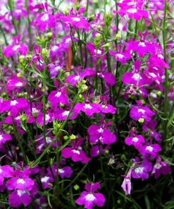 Rosamond Lobelia Erinus Seeds - Carmine Red & White, 200 Count - Image 2