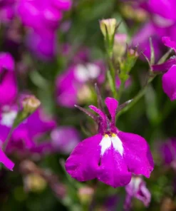 Rosamond Lobelia Erinus Seeds - Carmine Red & White, 200 Count - Image 3