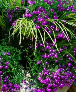 Rosamond Lobelia Erinus Seeds - Carmine Red & White, 200 Count - Image 4