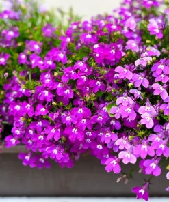 Rosamond Lobelia Erinus Seeds - Carmine Red & White, 200 Count - Image 5