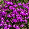 Rosamond Lobelia Erinus Seeds - Carmine Red & White, 200 Count - Image 1