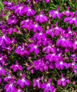 Rosamond Lobelia Erinus Seeds - Carmine Red & White, 200 Count - Image 1