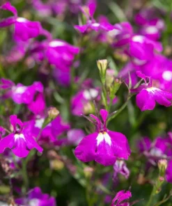 Rosamond Lobelia Erinus Seeds - Carmine Red & White, 200 Count - Image 6