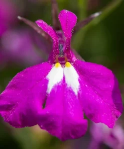 Rosamond Lobelia Erinus Seeds - Carmine Red & White, 200 Count - Image 7