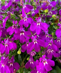 Rosamond Lobelia Erinus Seeds - Carmine Red & White, 200 Count - Image 8