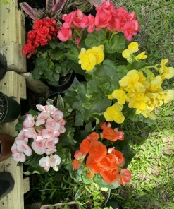 Rose Begonia Live Plant - Pink Flowering Indoor Outdoor Houseplant - Image 2
