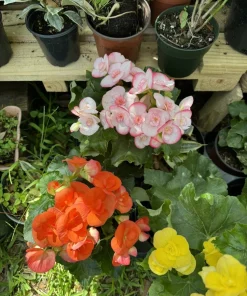 Rose Begonia Live Plant - Pink Flowering Indoor Outdoor Houseplant - Image 3