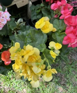 Rose Begonia Live Plant - Pink Flowering Indoor Outdoor Houseplant - Image 4