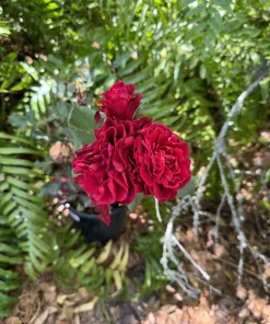 rose bush live plant Don Juan exotic rose vines - Image 2