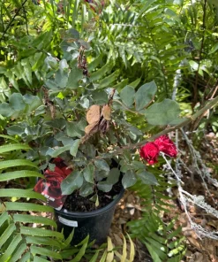 rose bush live plant Don Juan exotic rose vines - Image 3