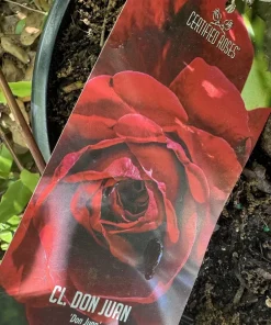 rose bush live plant Don Juan exotic rose vines - Image 4