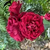 rose bush live plant Don Juan exotic rose vines - Image 1