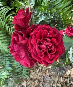 rose bush live plant Don Juan exotic rose vines - Image 1