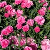Rose Carnation Seeds - Dianthus Caryophyllus Grenadin Rose - 50 Seeds - Rose Pink - Image 1