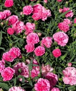 Rose Carnation Seeds - Dianthus Caryophyllus Grenadin Rose - 50 Seeds - Rose Pink - Image 1