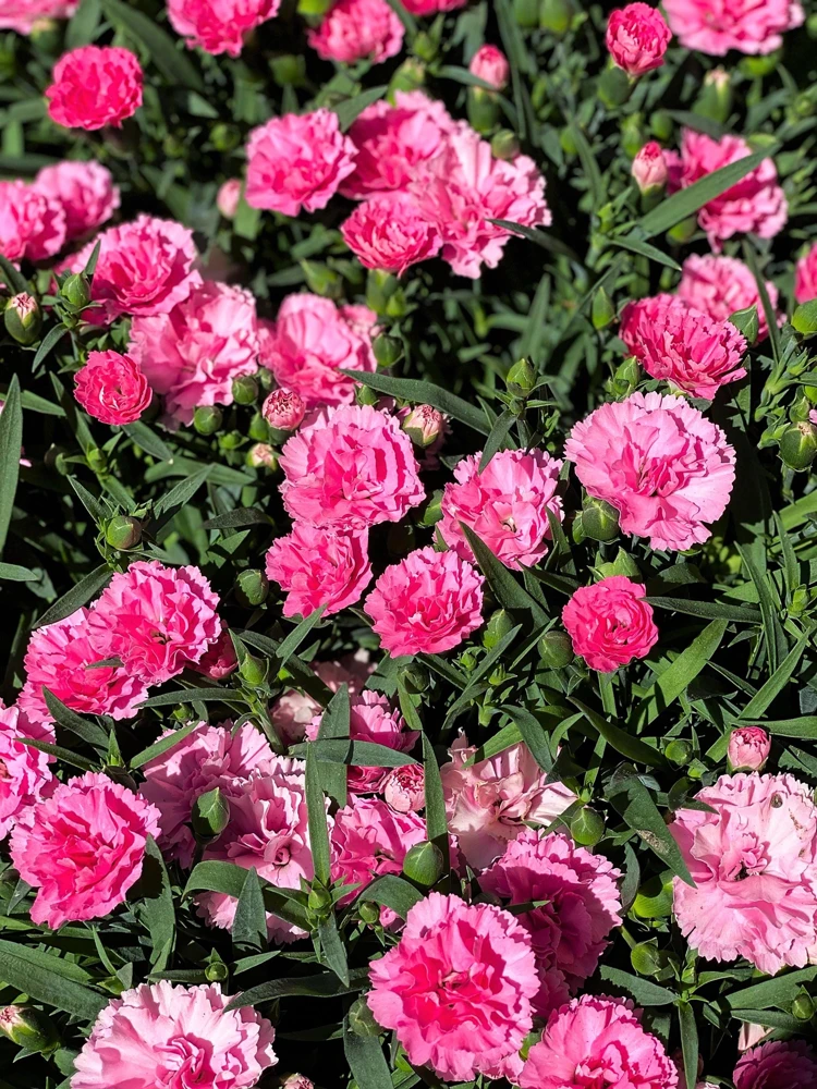 Rose Carnation Seeds - Dianthus Caryophyllus Grenadin Rose - 50 Seeds - Rose Pink - Image 1