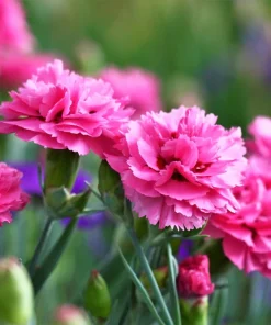 Rose Carnation Seeds - Dianthus Caryophyllus Grenadin Rose - 50 Seeds - Rose Pink - Image 2