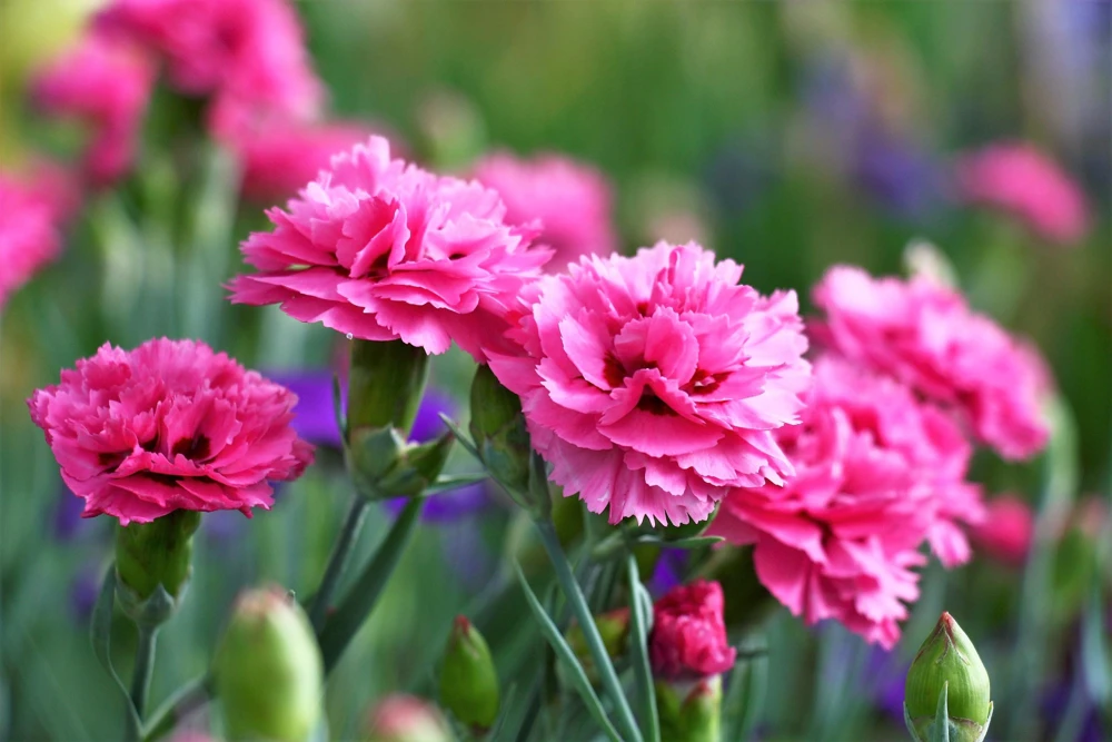 Rose Carnation Seeds - Dianthus Caryophyllus Grenadin Rose - 50 Seeds - Rose Pink - Image 2
