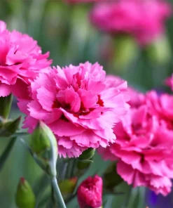 Rose Carnation Seeds - Dianthus Caryophyllus Grenadin Rose - 50 Seeds - Rose Pink - Image 3