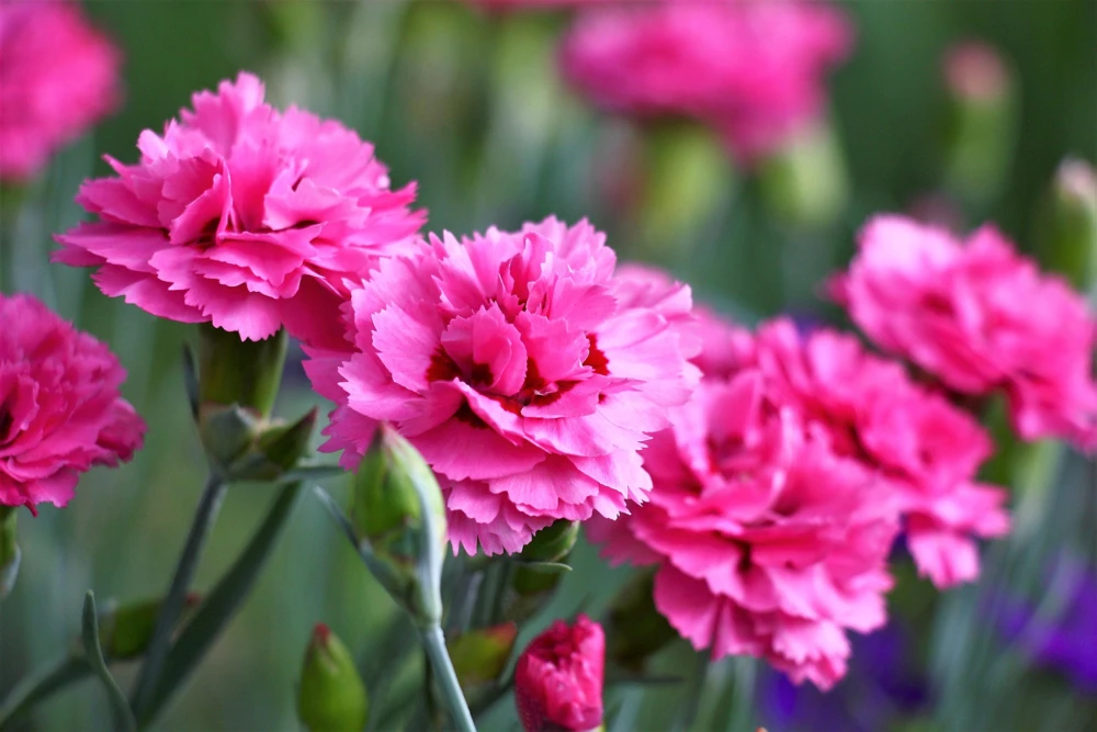 Rose Carnation Seeds - Dianthus Caryophyllus Grenadin Rose - 50 Seeds - Rose Pink - Image 3