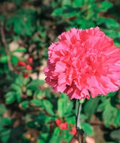 Rose Carnation Seeds - Dianthus Caryophyllus Grenadin Rose - 50 Seeds - Rose Pink - Image 4
