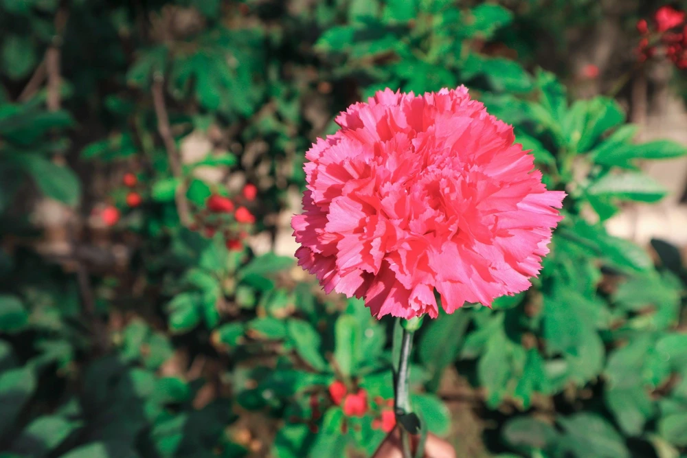 Rose Carnation Seeds - Dianthus Caryophyllus Grenadin Rose - 50 Seeds - Rose Pink - Image 4
