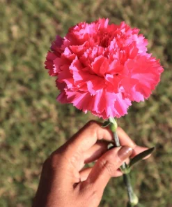 Rose Carnation Seeds - Dianthus Caryophyllus Grenadin Rose - 50 Seeds - Rose Pink - Image 5