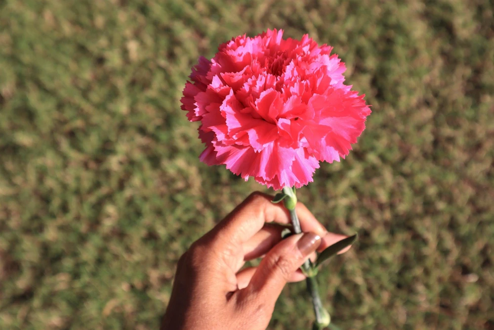 Rose Carnation Seeds - Dianthus Caryophyllus Grenadin Rose - 50 Seeds - Rose Pink - Image 5
