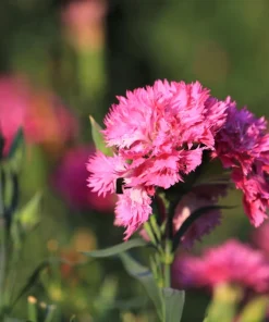 Rose Carnation Seeds - Dianthus Caryophyllus Grenadin Rose - 50 Seeds - Rose Pink - Image 6