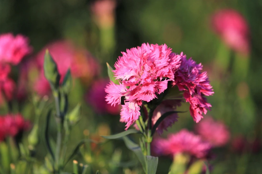 Rose Carnation Seeds - Dianthus Caryophyllus Grenadin Rose - 50 Seeds - Rose Pink - Image 6