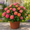Rose Lantana Live Plant – Fragrant Pink Flowers Perennial – 4-6 Inch Tall - Image 1