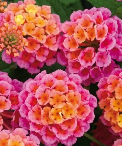 Rose Lantana Live Plant – Fragrant Pink Flowers Perennial – 4-6 Inch Tall - Image 2