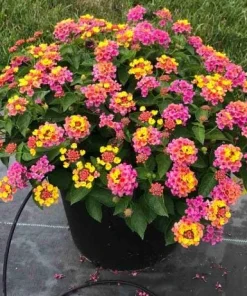 Rose Lantana Live Plant – Fragrant Pink Flowers Perennial – 4-6 Inch Tall - Image 3