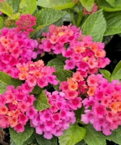 Rose Lantana Live Plant – Fragrant Pink Flowers Perennial – 4-6 Inch Tall - Image 4