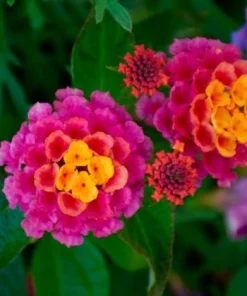 Rose Lantana Live Plant – Fragrant Pink Flowers Perennial – 4-6 Inch Tall - Image 5