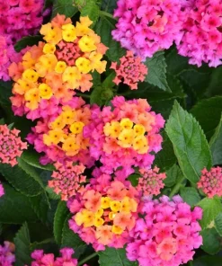 Rose Lantana Live Plant – Fragrant Pink Flowers Perennial – 4-6 Inch Tall - Image 6