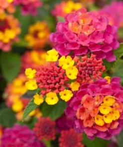Rose Lantana Live Plant – Fragrant Pink Flowers Perennial – 4-6 Inch Tall - Image 7