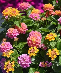 Rose Lantana Live Plant – Fragrant Pink Flowers Perennial – 4-6 Inch Tall - Image 8