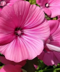 Rose Mallow Flower Seeds - 50 Count Heirloom Lavatera trimestris for Gardens - Image 2
