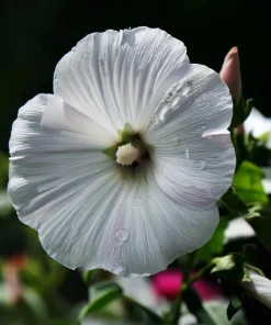 Rose Mallow Flower Seeds - 50 Count Heirloom Lavatera trimestris for Gardens - Image 3