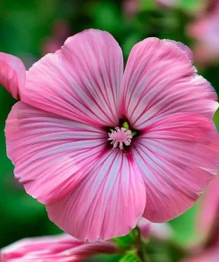 Rose Mallow Flower Seeds - 50 Count Heirloom Lavatera trimestris for Gardens - Image 4