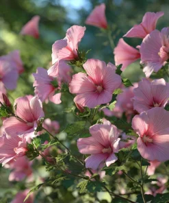 Rose Mallow Flower Seeds - 50 Count Heirloom Lavatera trimestris for Gardens - Image 6
