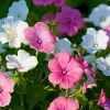 Rose Mallow Flower Seeds - 50 Count Heirloom Lavatera trimestris for Gardens - Image 1